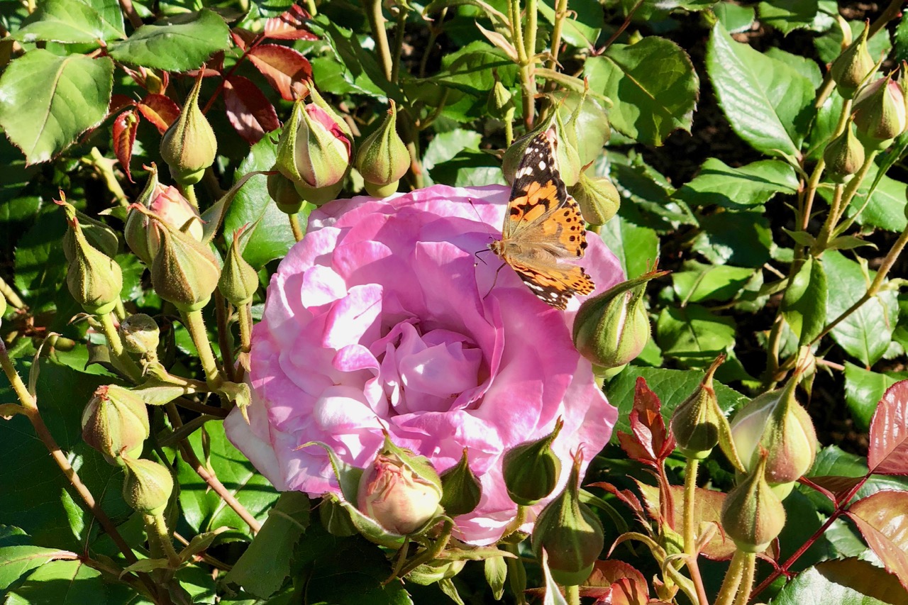 butterfly-release-3